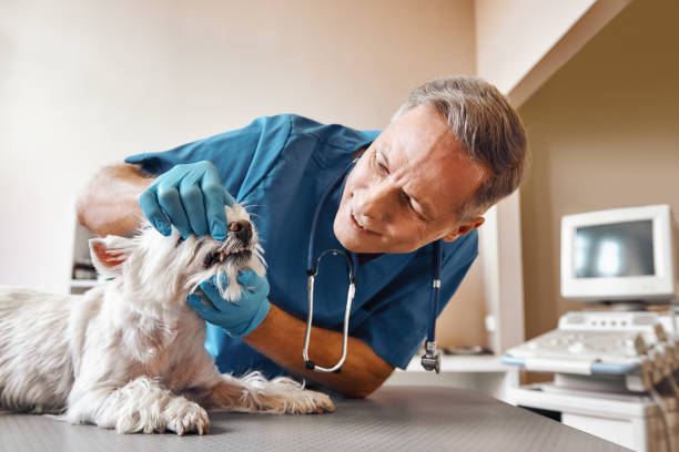 Best Walk-In Emergency Dentist in Pulaski, NY